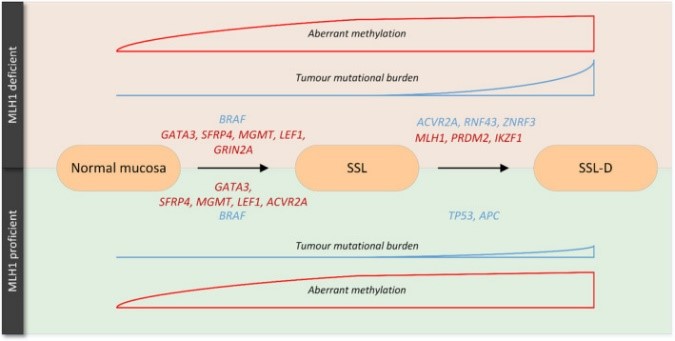 Two unique oncogenic routes of sessile serrated lesions.jpg